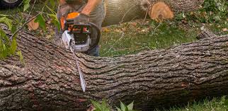 Best Emergency Tree Removal  in Dermott, AR